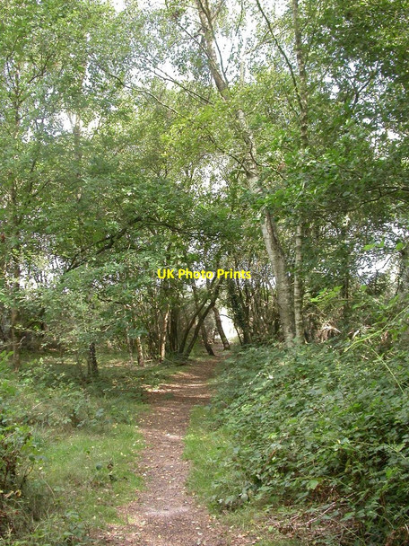 Photo 6"x4" Ferndown Common, footpath Ferndown c2010