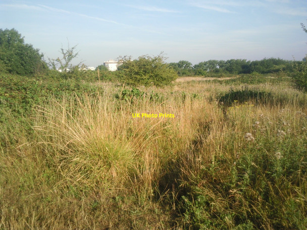 Photo 6"x4" Woolwich Common Eltham c2010