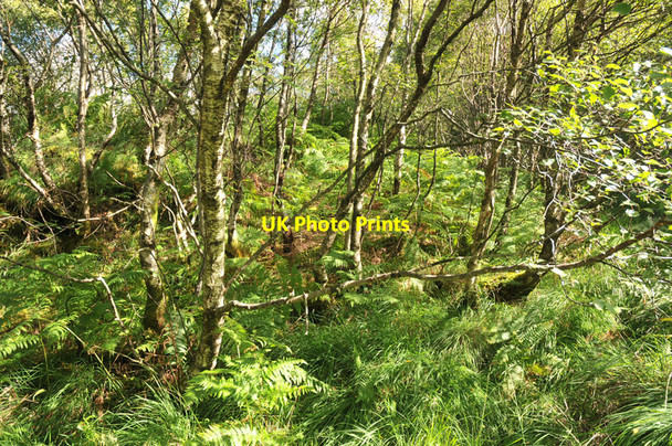 Photo 6"x4" Woodland near Forsay Burn Bothan Nan Creag c2010
