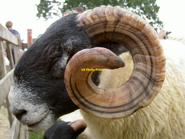 Photo 6"x4" Ryedale Show 2010 Welburn\/SE6884 c2010