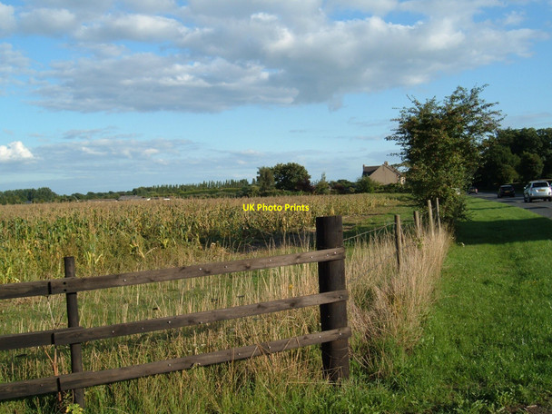 Photo 6"x4" Corn field Fareham c2010