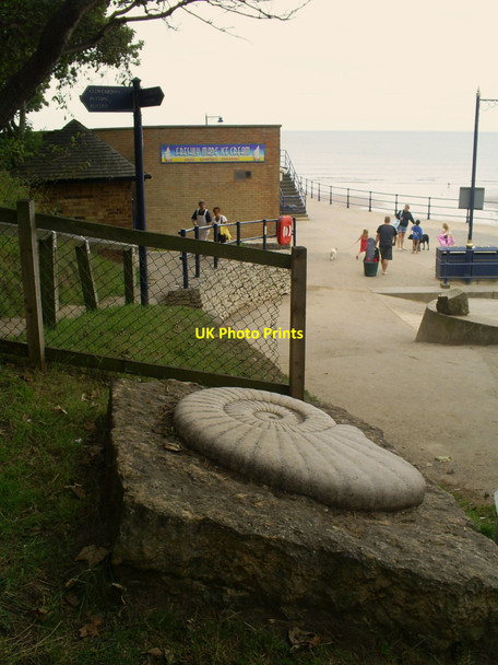 Photo 6"x4" Giant Ammonite fossil Filey c2010
