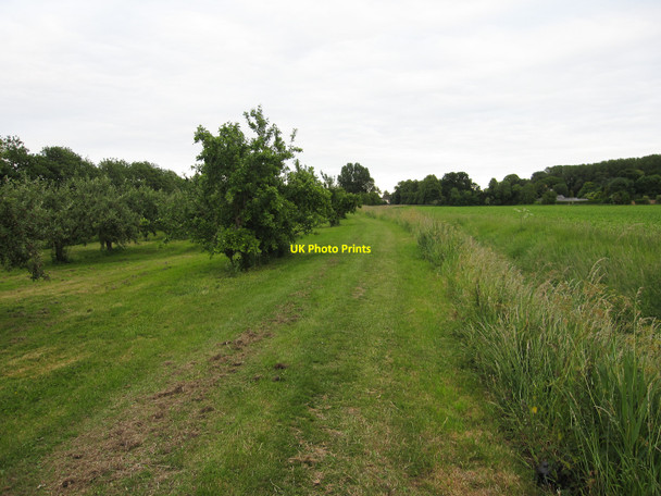 Photo 6"x4" Footpath past an orchard Upwell c2010
