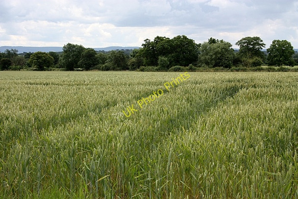 Photo 6"x4" Overgrown public footpath to Chaceley Chaceley c2009