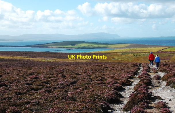 Photo 6"x4" Track through heather moorland, Burray Hillside\/ND4696 c2010