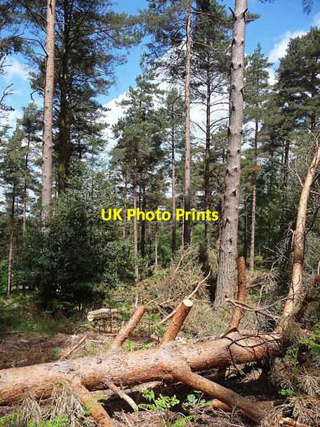 Photo 6"x4" Ambersham Common (2) South Ambersham c2010