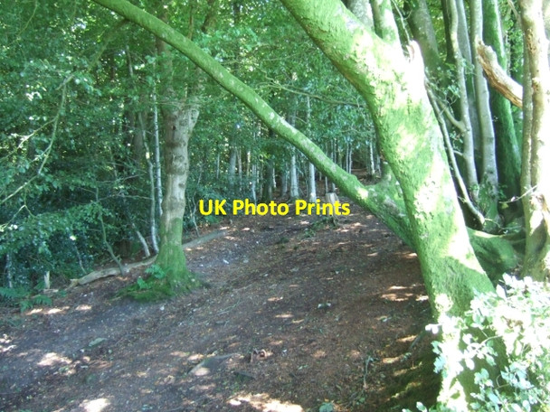 Photo 6"x4" Beech wood on the west side of Wellington Hill Simonsburrow c2010