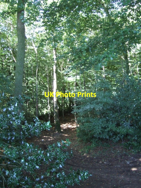 Photo 6"x4" Path through beech trees on Wellington Hill Simonsburrow c2010