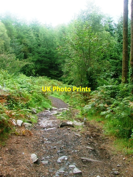 Photo 6"x4" Cycle Trail, Kirroughtree Forest Stronord c2010