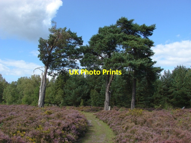 Photo 6"x4" Brookwood Heath Pirbright c2010