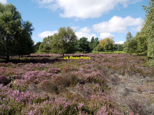 Photo 6"x4" Enclosure, Beanley Moor Eglingham c2010 P1