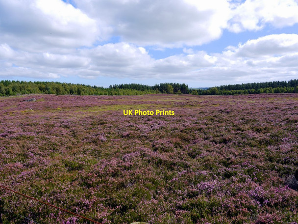 Photo 6"x4" Heather moorland north-west of Titlington Mount Titlington c2010