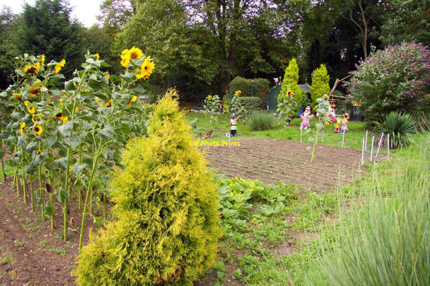 Photo 6"x4" Allotment on Oxford Road Piddington\/SU8094 c2010