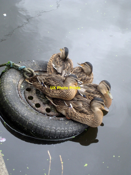 Photo 6"x4" Mallards - Watch out or we\u00e2\u0080\u0099ll capsize! Wakefield\/SE3320 c2010