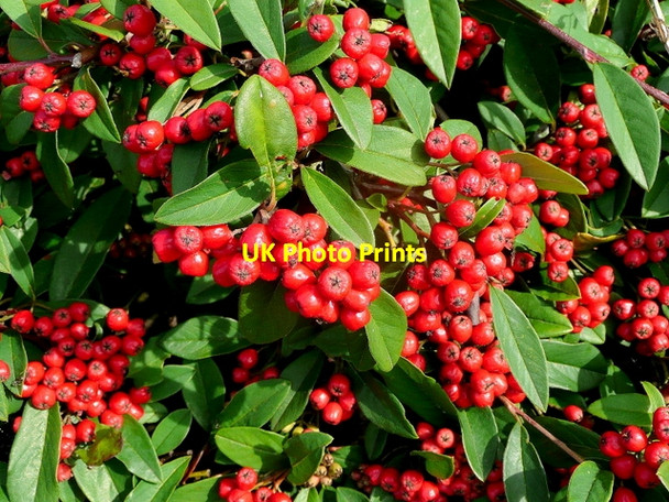 Photo 6"x4" Cotoneaster 'Coral Beauty' Common Hill\/SO5834 c2010