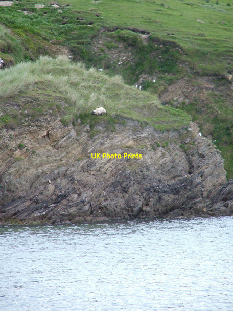 Photo 6"x4" A sheep taking risks - St Ninian's Isle Bigton c2010