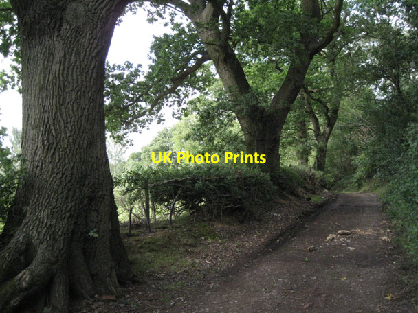 Photo 6"x4" Oaks by Tapster Lane Lapworth c2010