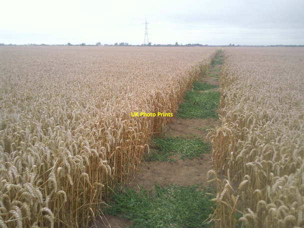 Photo 6"x4" Field of wheat on Romney Marsh Ivychurch c2010