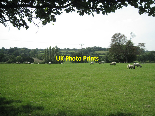 Photo 6"x4" Sheep by Tapster Lane Lapworth c2010
