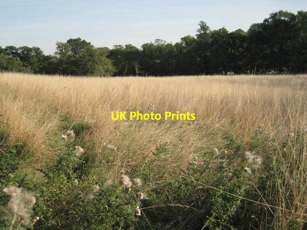 Photo 6"x4" Tall grass by Tapster Brook Lapworth c2010