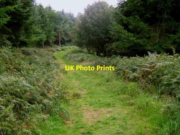 Photo 6"x4" Forestry Commission path, West Quantoxhead Amitabha Buddhist Centre c2010