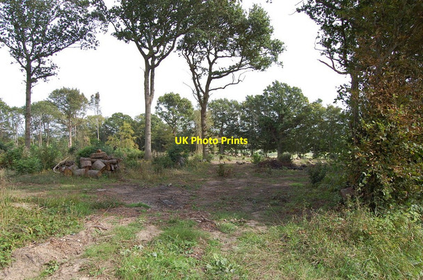 Photo 6"x4" Hookers Wood Cock Marling c2010