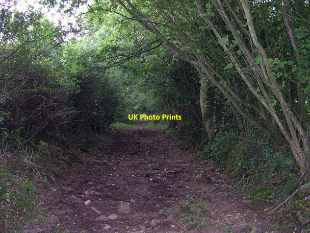 Photo 6"x4" Hael Lane Fox Hole c2010