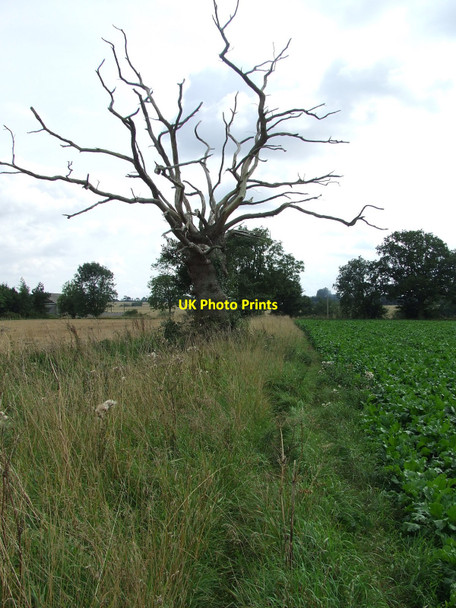 Photo 6"x4" Dead Tree Drinkstone\/TL9561 c2010
