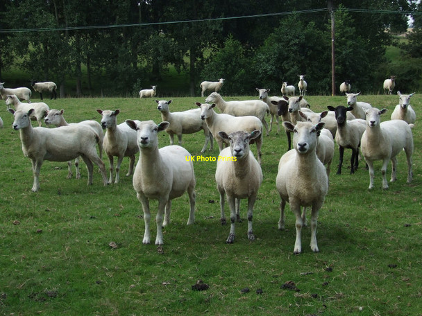 Photo 6"x4" Oh Look Strangers Assington c2010