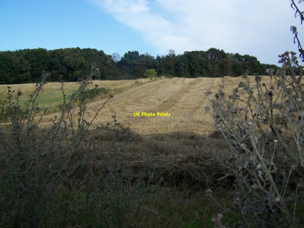 Photo 6"x4" Wheat Fields Near Hazel Street Deans Bottom c2010
