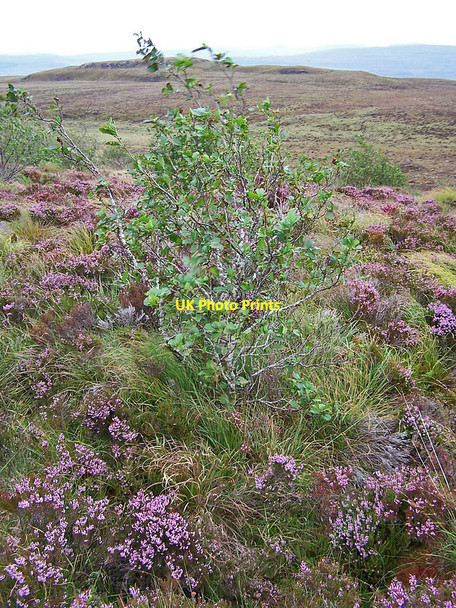 Photo 6"x4" Tree in Uigshader plantation Edinbane \/ An t-Aodann Ban c2010