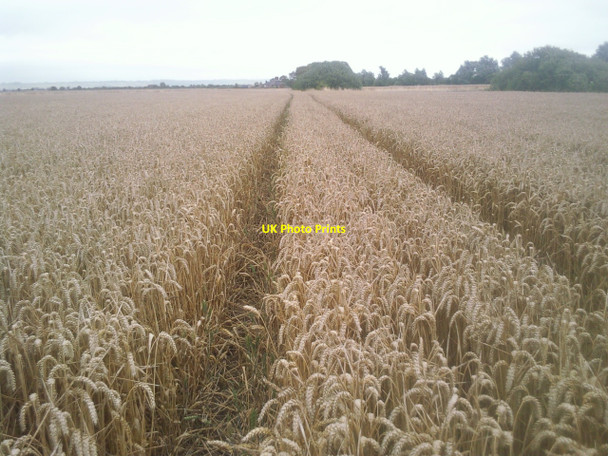 Photo 6"x4" Field near Chittenden's Lane St Mary in the Marsh c2010