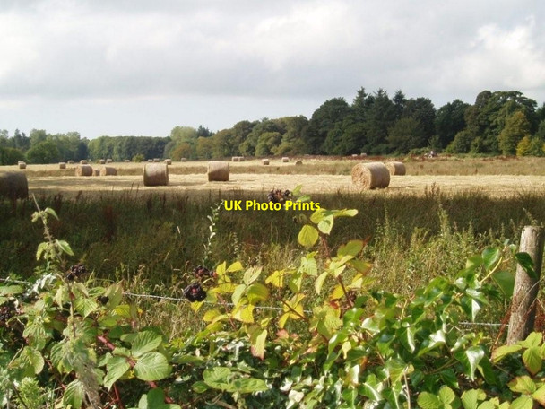 Photo 6"x4" Big bales in rough pasture Kirkcudbright c2010
