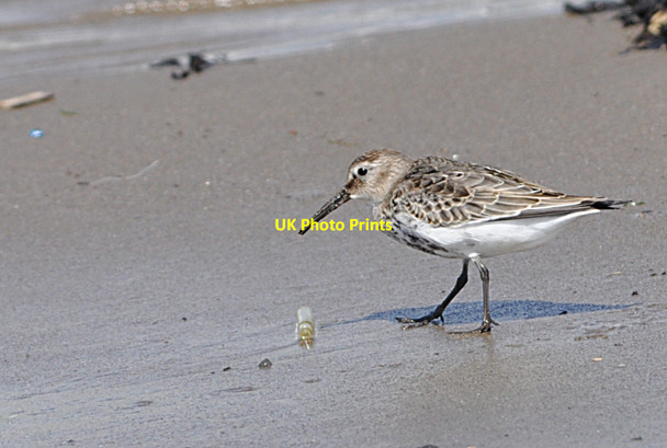 Photo 6"x4" Dunlin (5) - Breaksea Point, Aberthaw West Aberthaw c2010