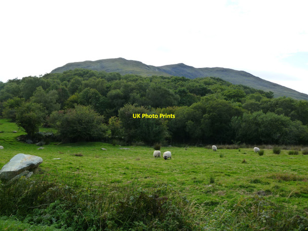 Photo 6"x4" Sheep grazing pasture near Drummin Drummin\/L9371 c2010