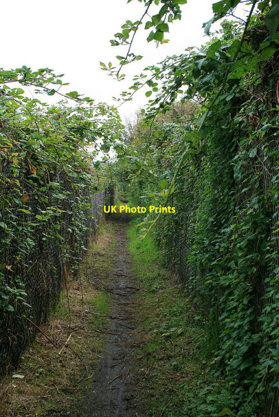 Photo 6"x4" Path with overgrowing brambles Beeston\/SK5236 c2010