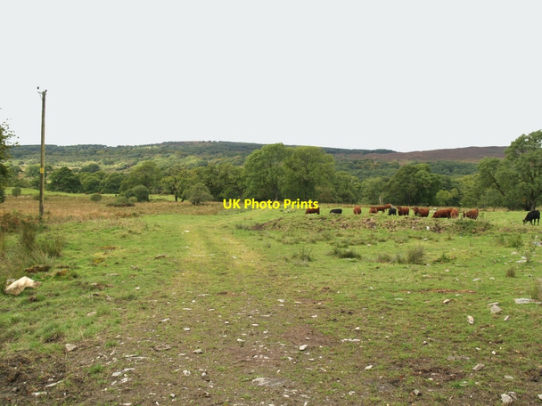 Photo 6"x4" Track towards Glenhoise Woods Minnigaff c2010