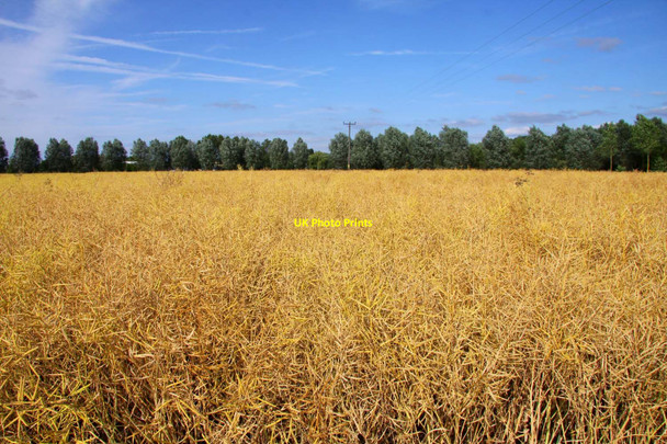 Photo 6"x4" Mature rape at Radley Lower Radley c2010