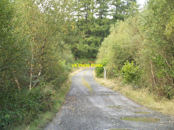 Photo 6"x4" Entrance to forest road Minnigaff c2010
