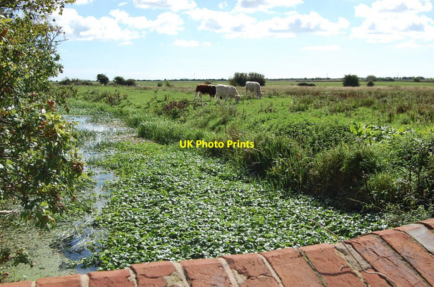 Photo 6"x4" Cows near New Bridge Golden Cross\/TQ6310 c2010