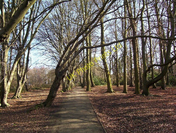 Photo 6"x4" Moat Mount tree lined walk. Edgware c2006