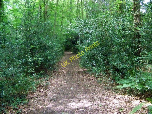 Photo 6"x4" Path, Tinney's Firs Bohemia\/SU2019 c2009