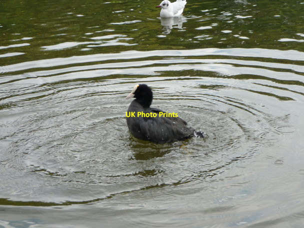 Photo 6"x4" Coot (Fulica atra) Westminster c2010