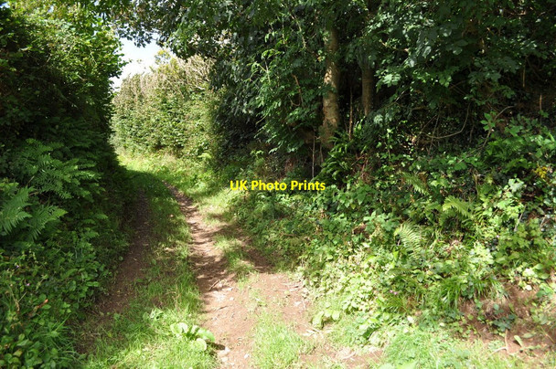 Photo 6"x4" Castle Lane heading north-west towards Nethercott Knowle\/SS4938 c2010