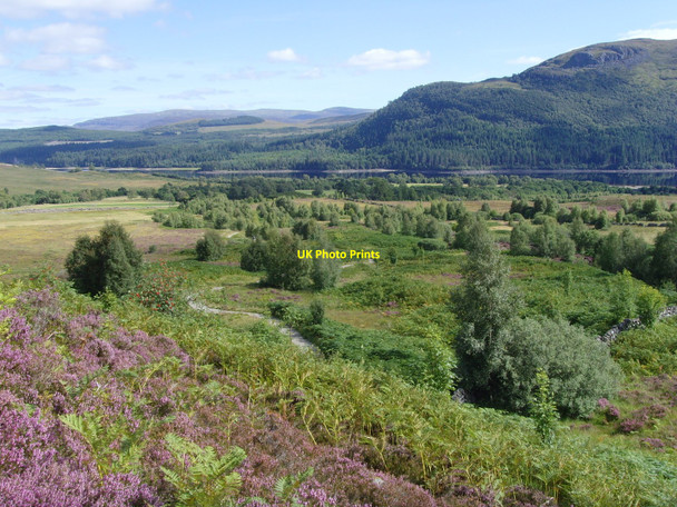 Photo 6"x4" Regenerating birch and bracken above Aberarder Aberarder c2010