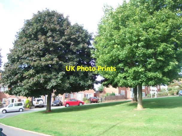 Photo 6"x4" Trees in Headland Crescent, Whipton Monkerton c2010