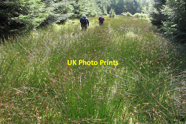 Photo 6"x4" Overgrown footpath to Clough Hall Tosside c2010