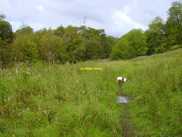 Photo 6"x4" Footpath to Snig Hole from Irwell Vale Ewood Bridge c2010