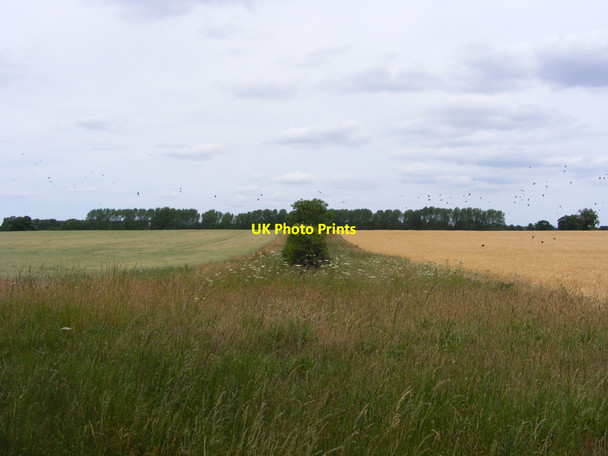 Photo 6"x4" Field boundary near the Angles Way Herringfleet c2010