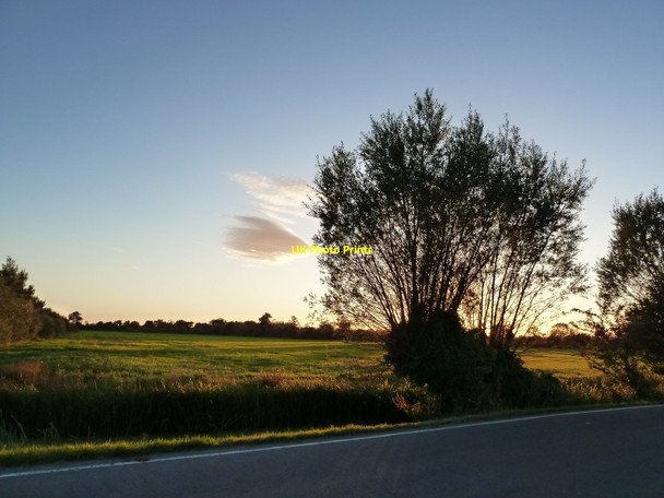 Photo 6"x4" Field in the evening light, with coppiced willow tree, near Whitson Whitson c2010